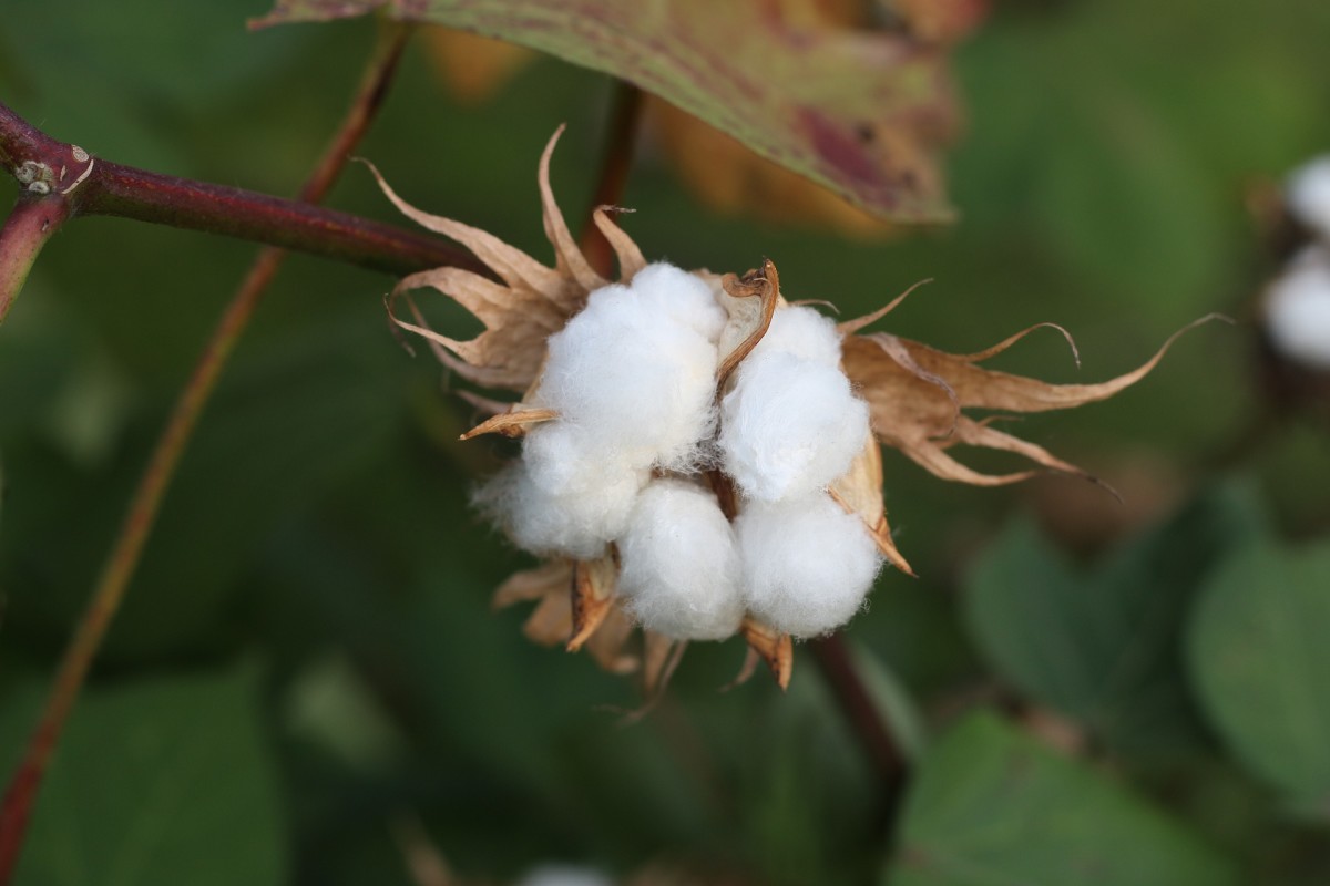 The Many Ways We Use Cottonseeds Owlcation