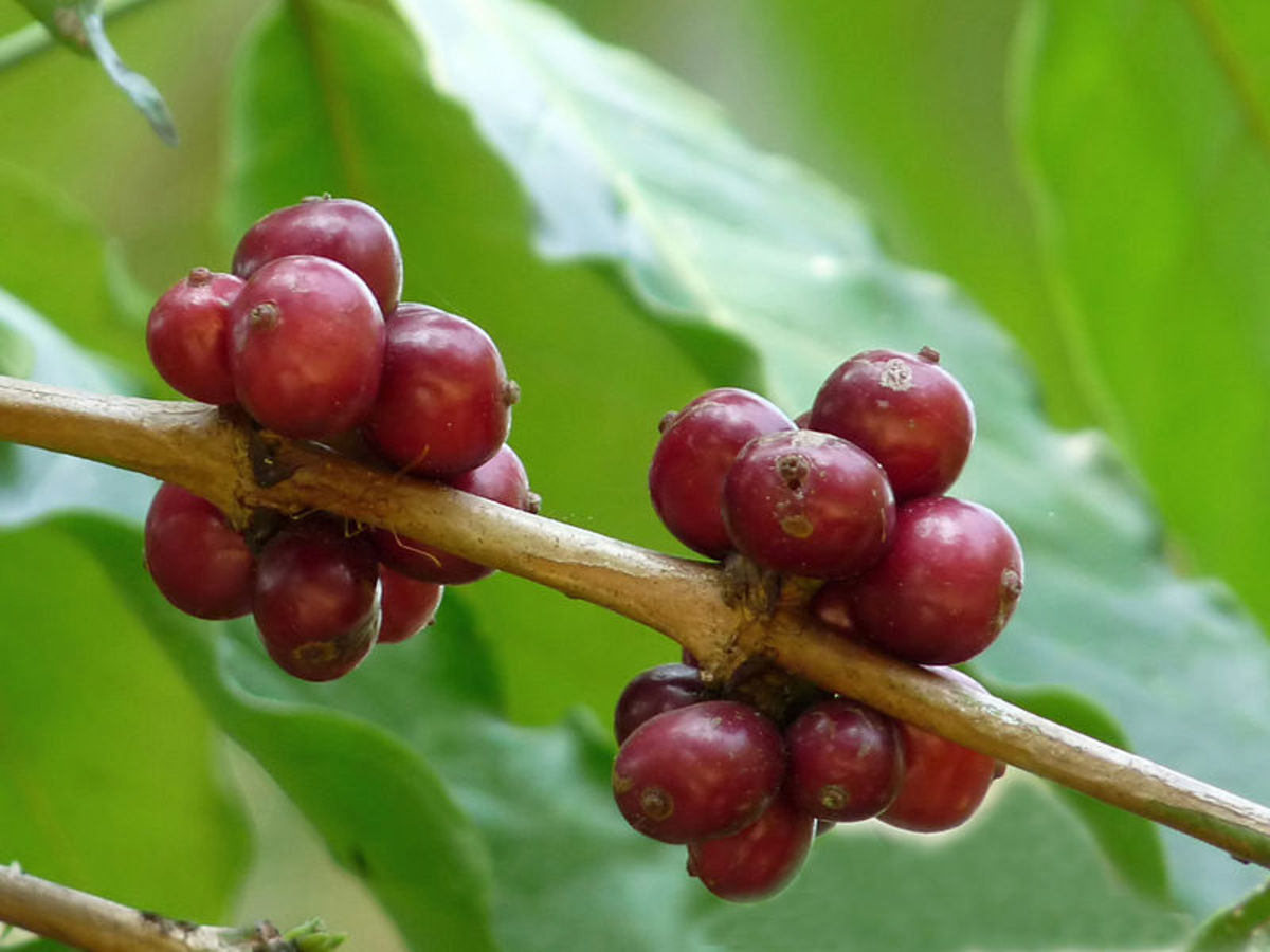 Coffee The Nectar of the Gods Delishably