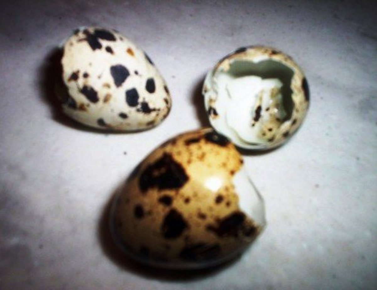 How To Break A Quail Egg at Sam Squires blog