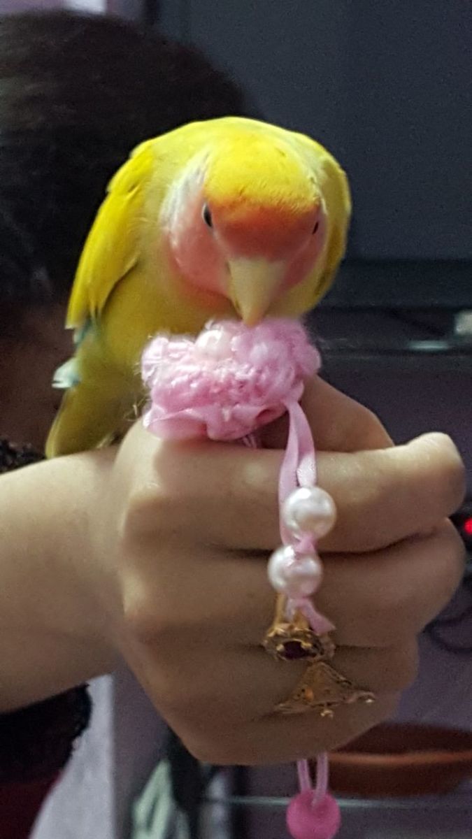 Lovebird Molting Symptoms and Care PetHelpful