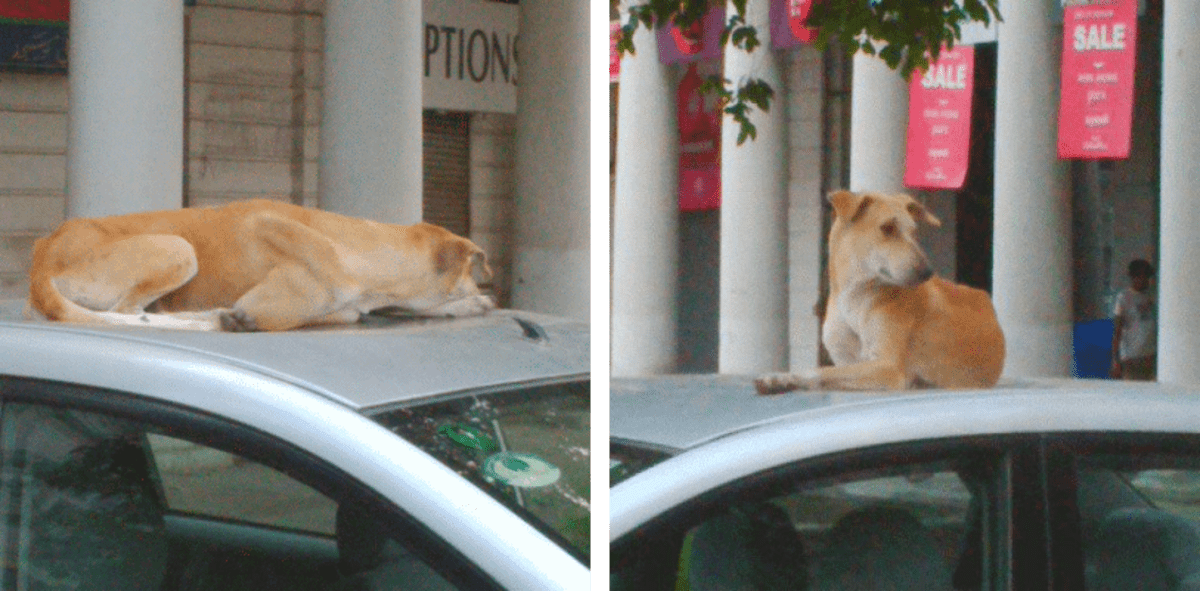 Why do Dogs Sit on Top of the Car HubPages