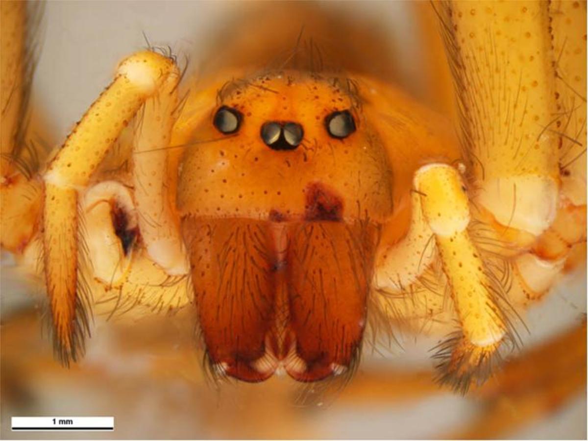 Most Dangerous Spiders in California Owlcation