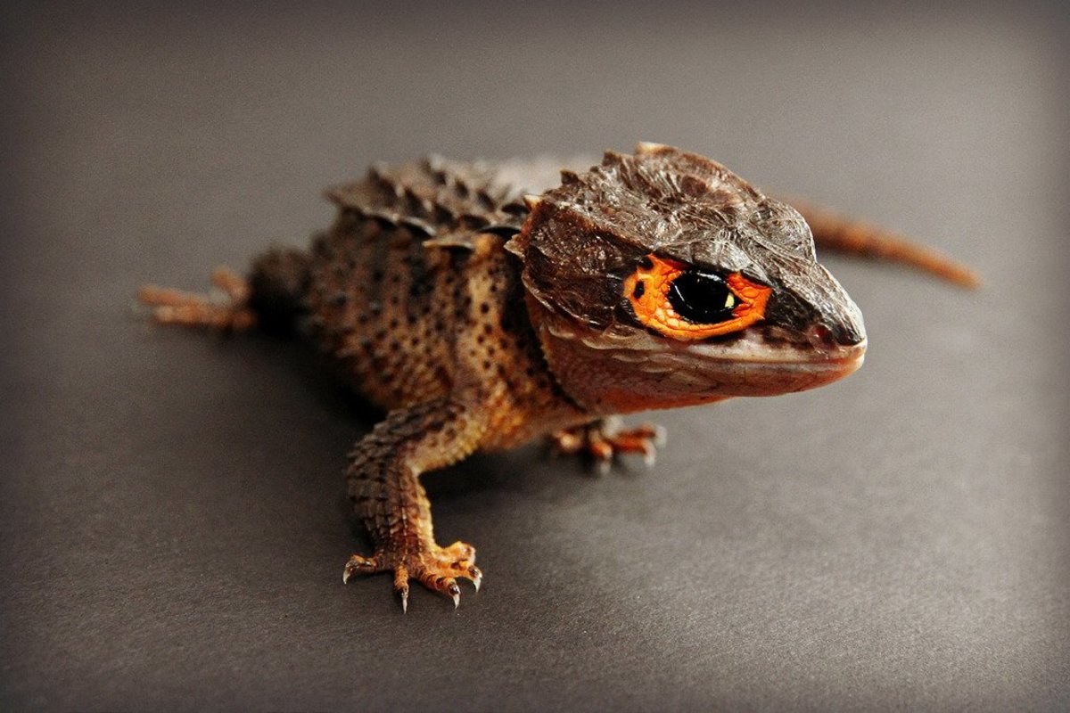 17 Pets You Can Legally Own That Look Like Dragons PetHelpful