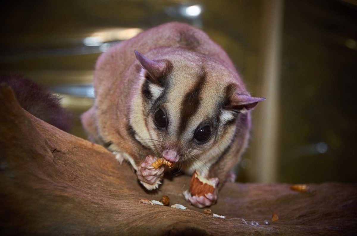 Information About Sugar Gliders A Fun and Unusual Pet PetHelpful