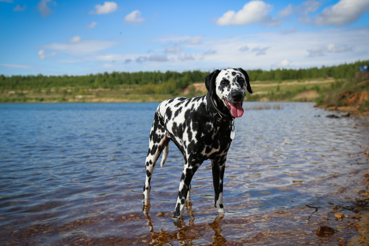 10 Most Aggressive Dog Breeds Temperament Ratings and Information