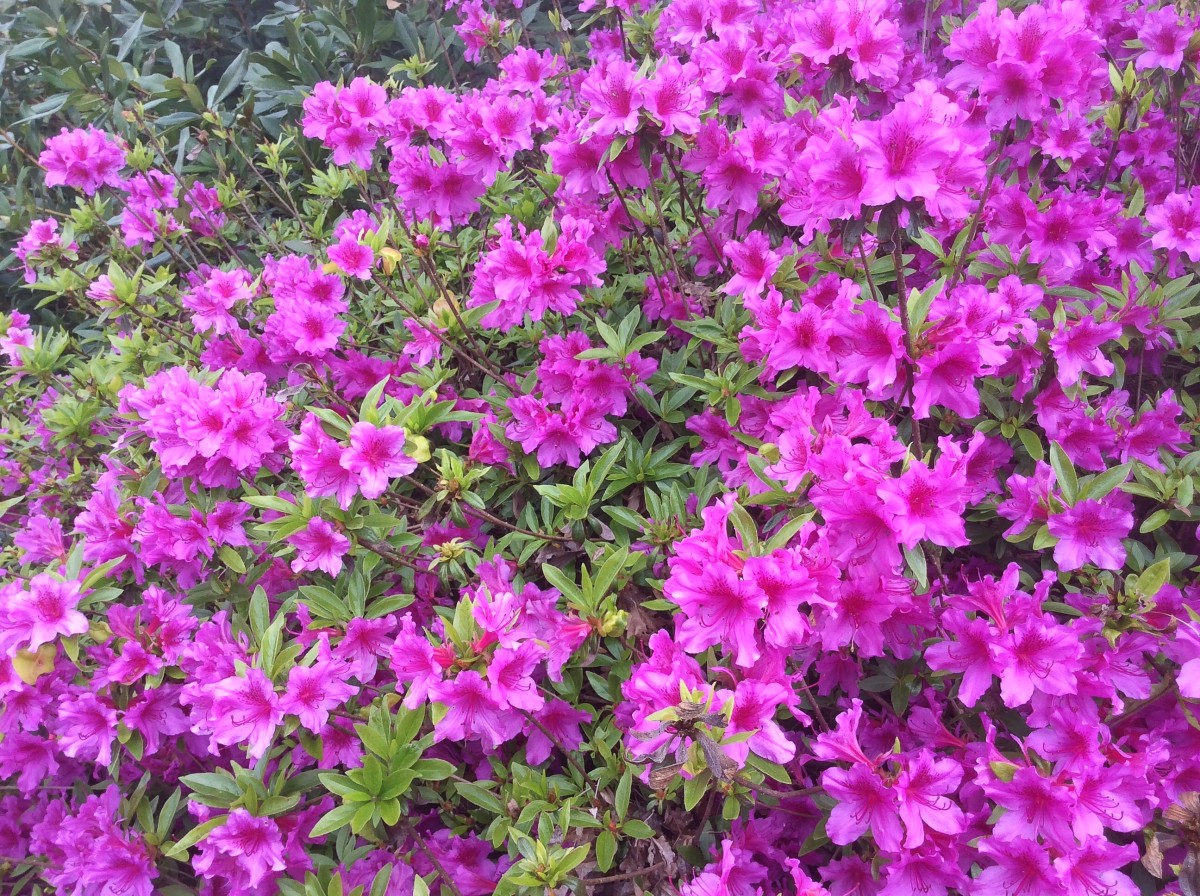 Rhododendron Photos, Facts, and Care Tips Dengarden