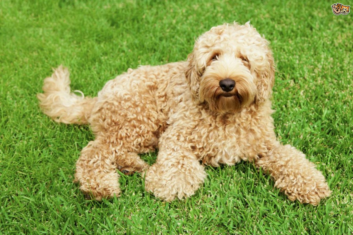 10 Most Popular Poodle Mix Dog Breeds HubPages