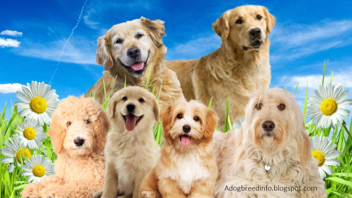 10 Most Popular Golden Retriever Mix Dogs HubPages