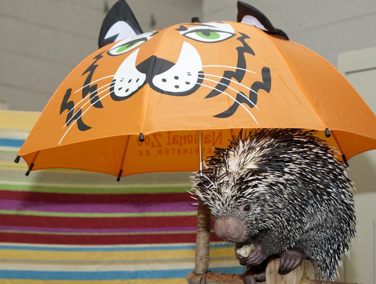 Which Exotic Pets Are Legal in the United States? PetHelpful