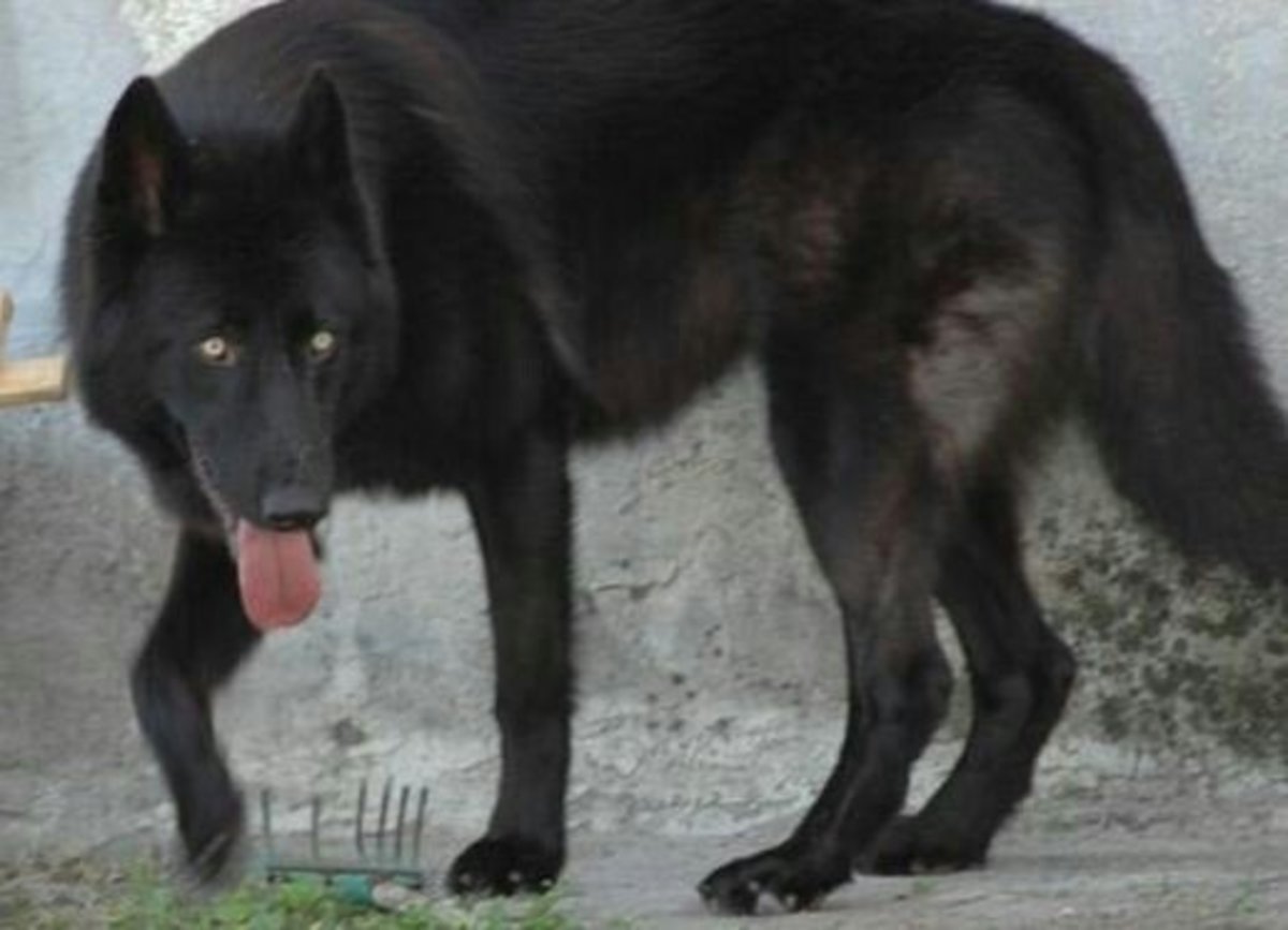 15 Most Popular German Shepherd Mix Dogs HubPages