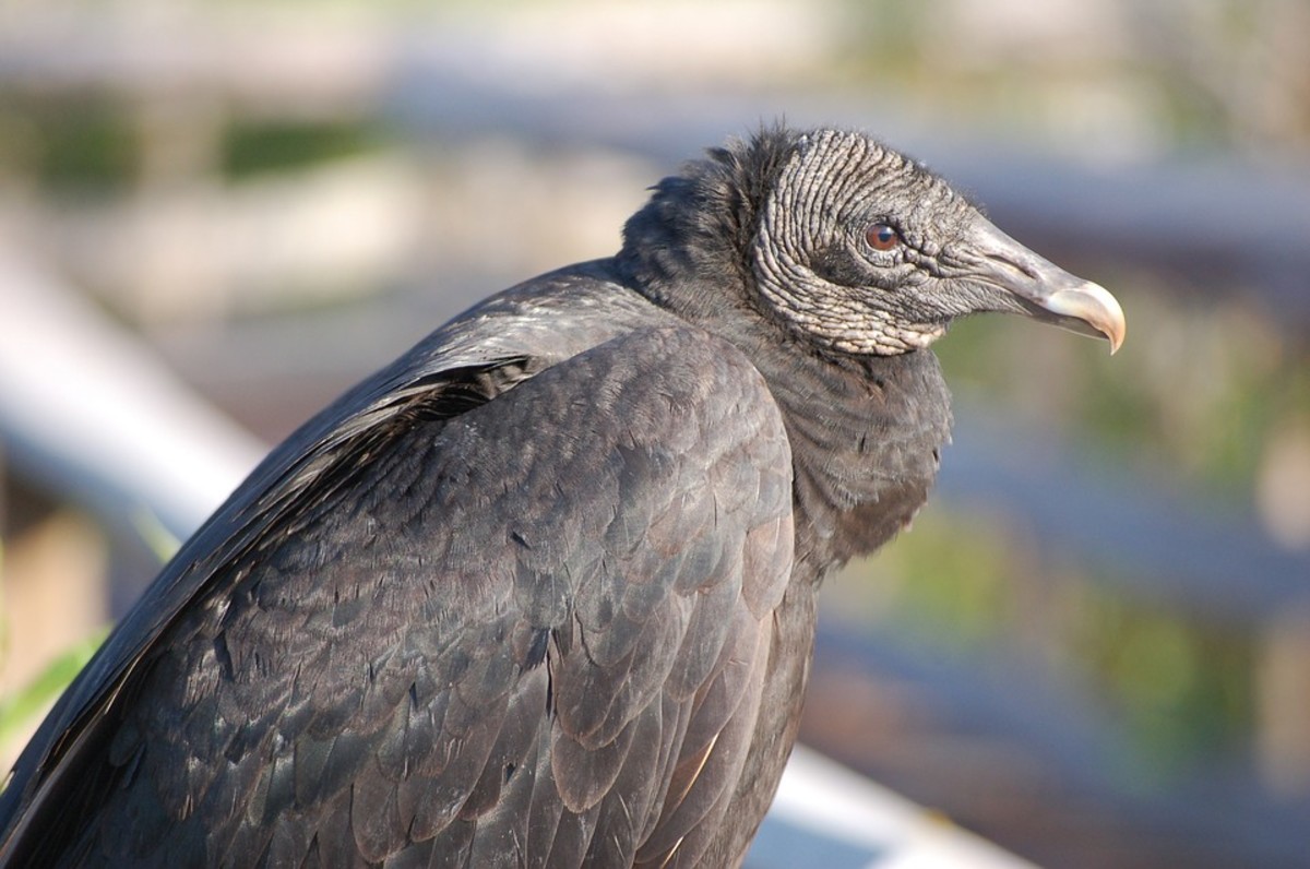 Key Facts About American Black Vultures Owlcation