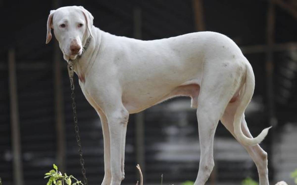 Top 5 Indian Dog Breeds