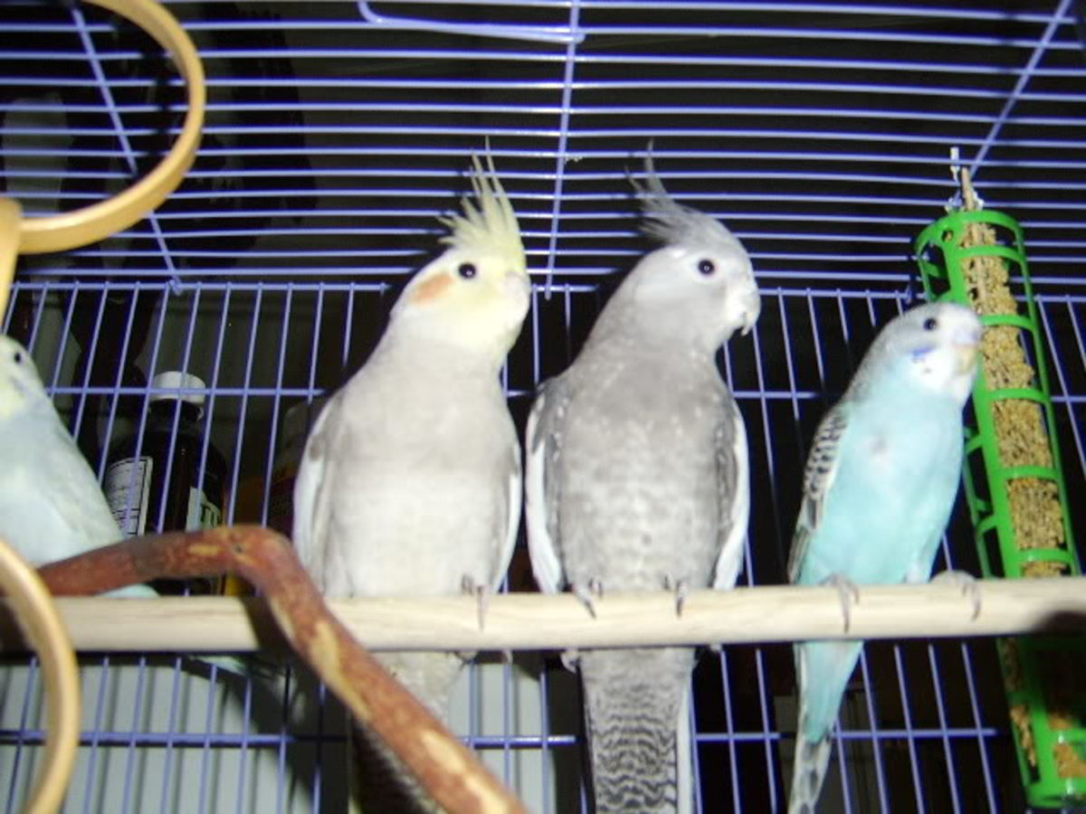How to Pick a Companion for a Cockatiel? HubPages