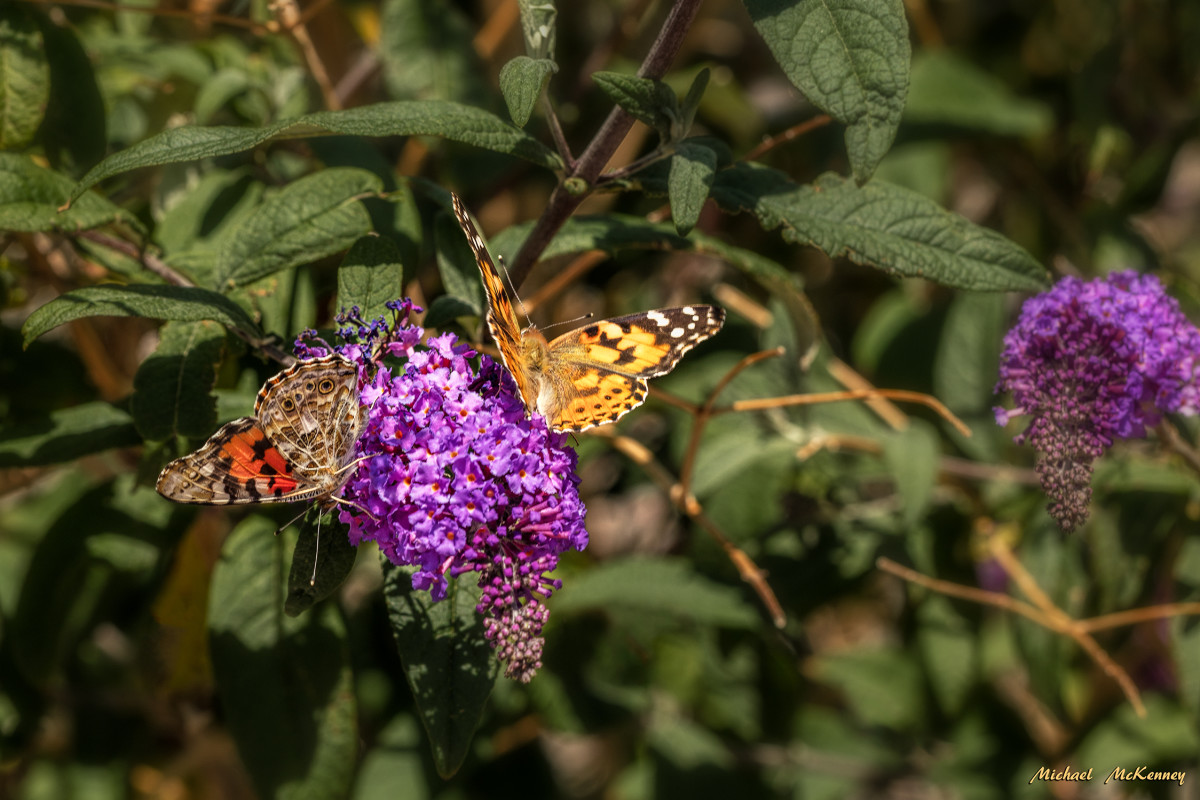 The Butterfly Bush How to Grow One That You (and the Butterflies) Will