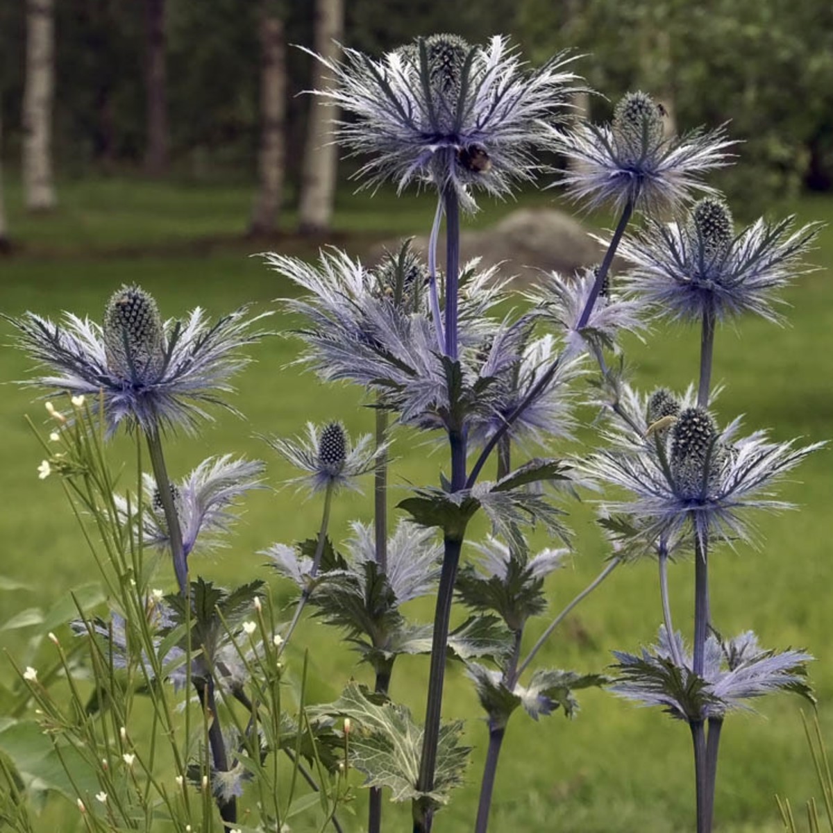 Plant Sea Holly (Eryngium) and You'll Be Happy to Have the "Blues