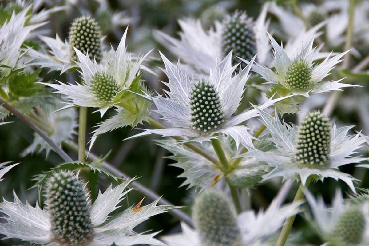 Plant Sea Holly (Eryngium) and You'll Be Happy to Have the "Blues