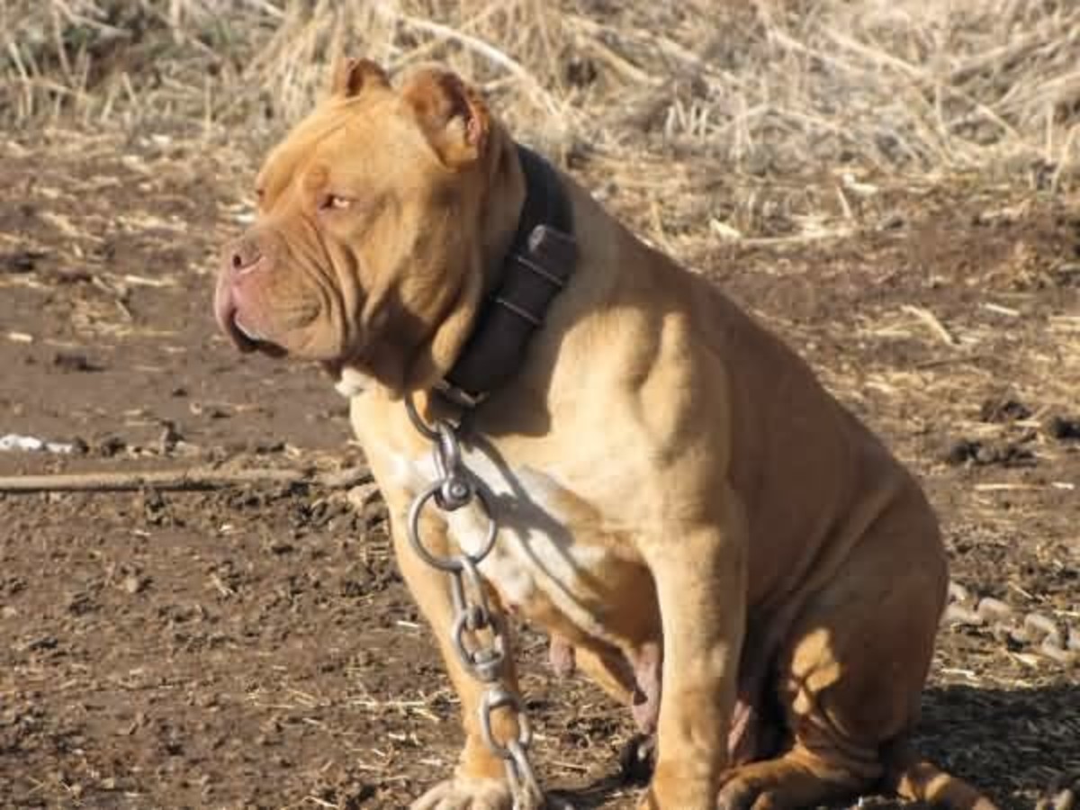 10 Most Expensive Dogs in Pakistan HubPages