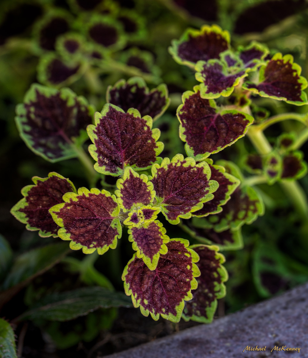 How to Successfully Grow Coleus as a Houseplant | Dengarden