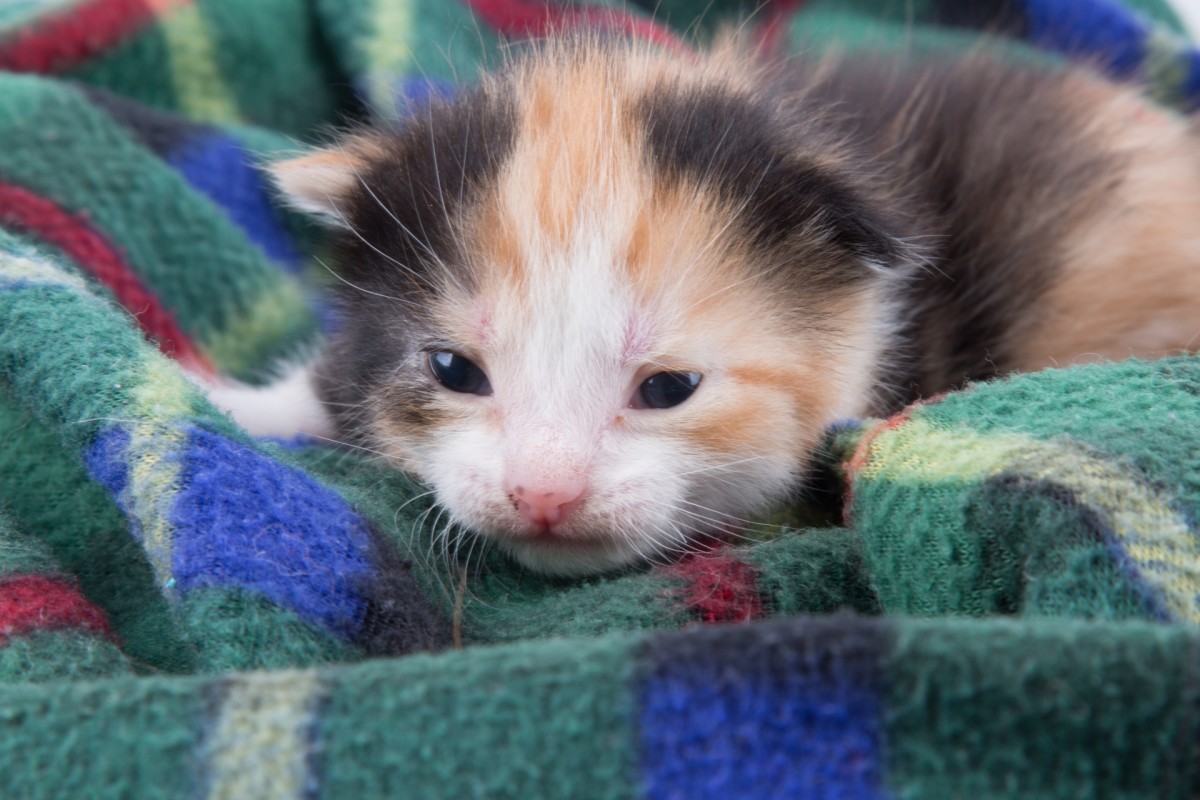 How to Care for Stray Kittens A Guide to Raising Feral Kittens