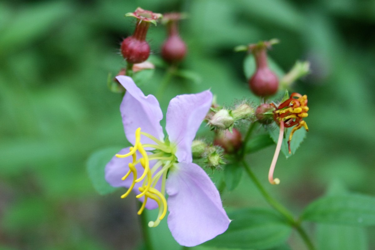 LowMaintenance Ground Covers That Suppress Weeds Dengarden