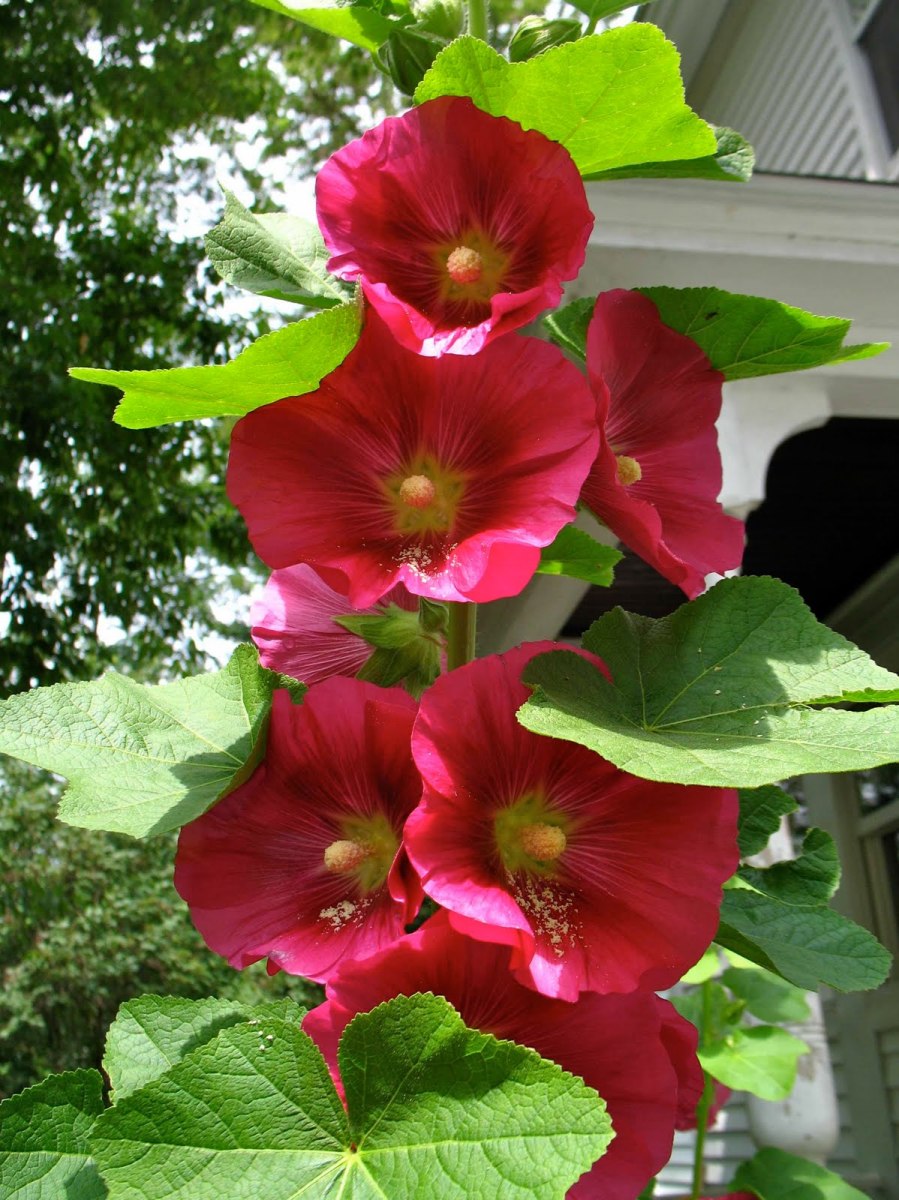 The Best When To Plant Hollyhock Bulbs 2022 Eq2daily
