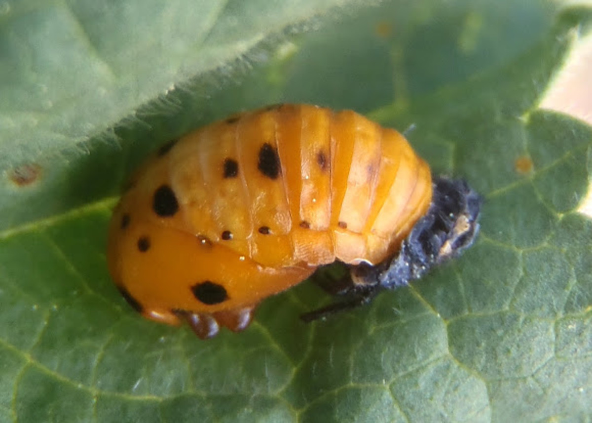 Good vs. Bad Ladybugs in Your Garden and How to Tell the Difference