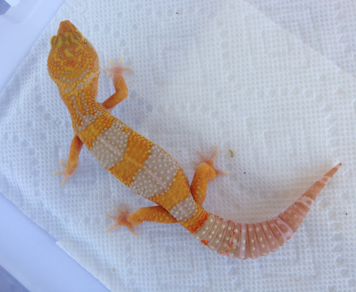 Leopard Gecko Habitat Setup and Care Basics PetHelpful