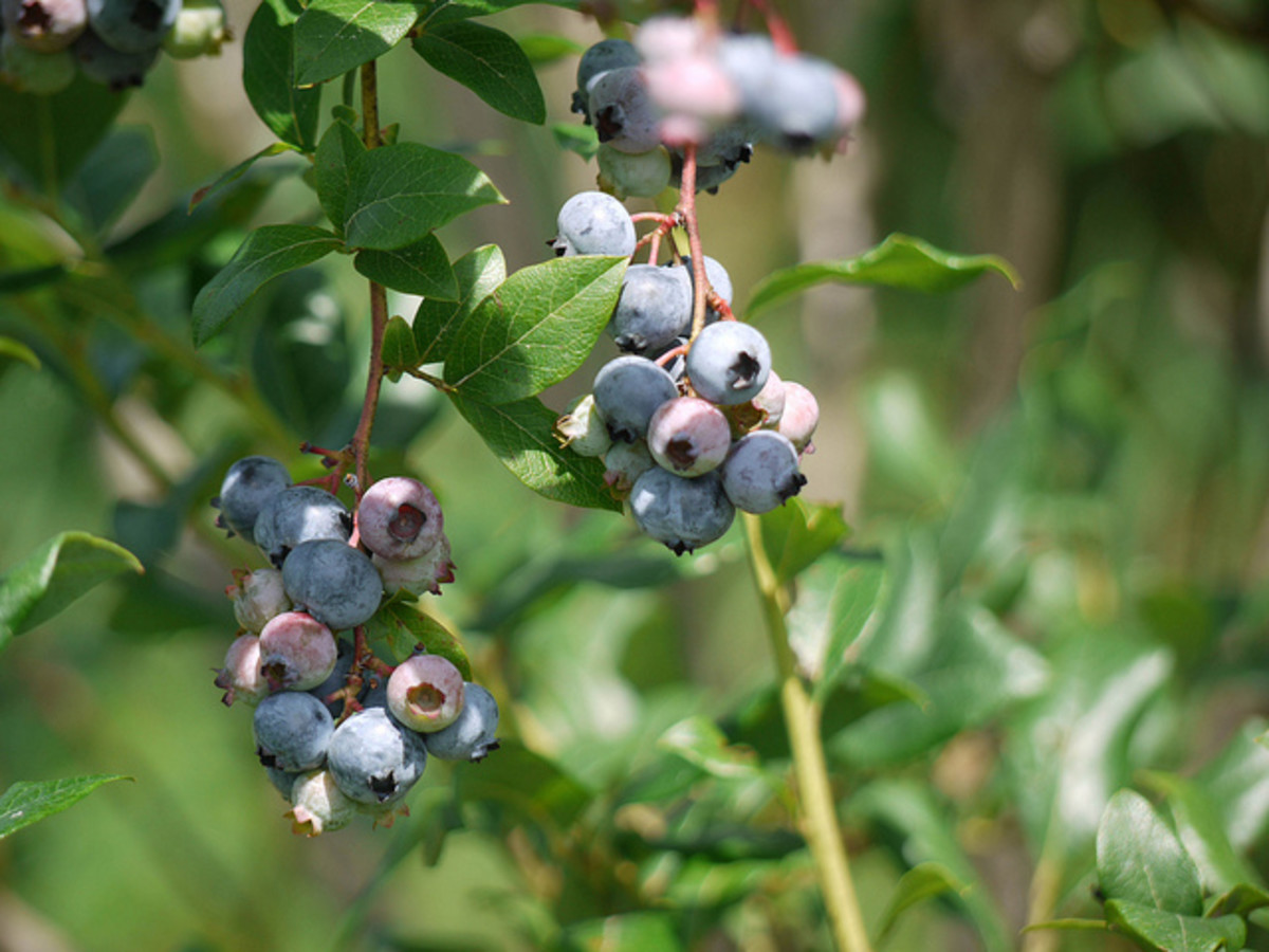 Plants That Need Acid Soil Conditions Exclusively Dengarden