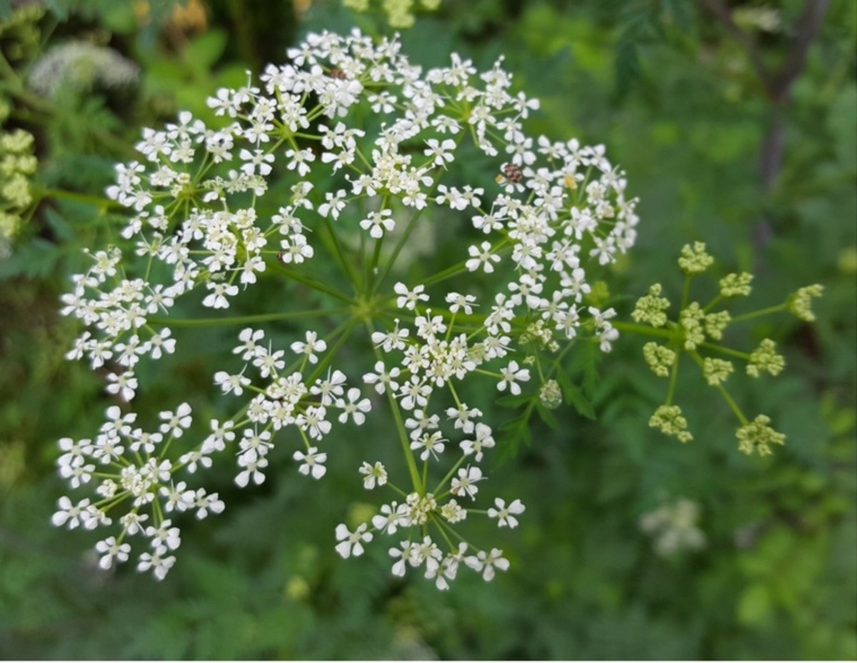 Wild Flowers Poison Hemlock Dengarden