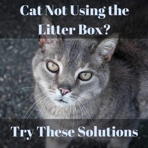 Cat Not Using Litter Box? Try These Solutions PetHelpful