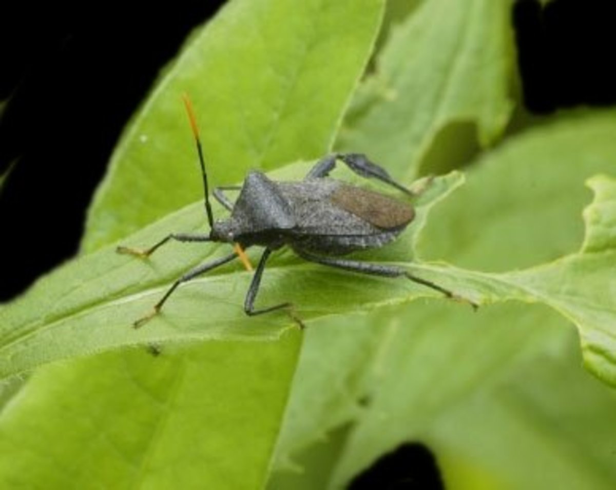 13 Common Pests of Leafy Vegetables Photos, Prevention, and Control