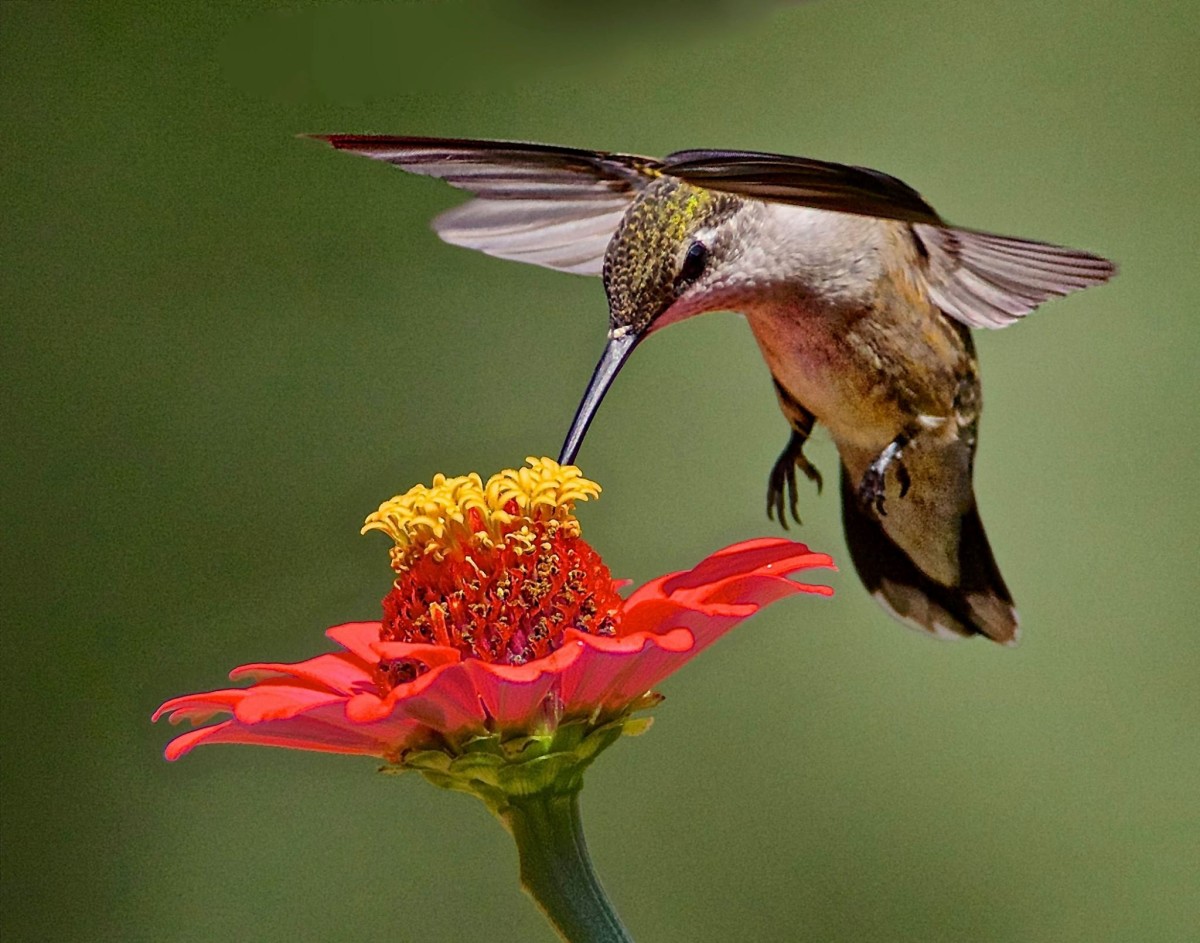 Hummingbirds Facts, Symbolism, Meanings and More HubPages