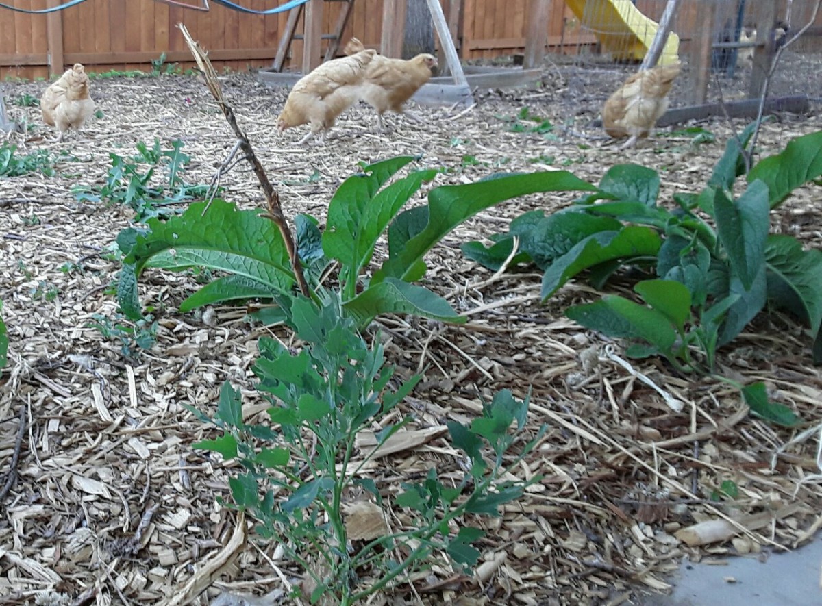 Growing Food in the Shade Dengarden