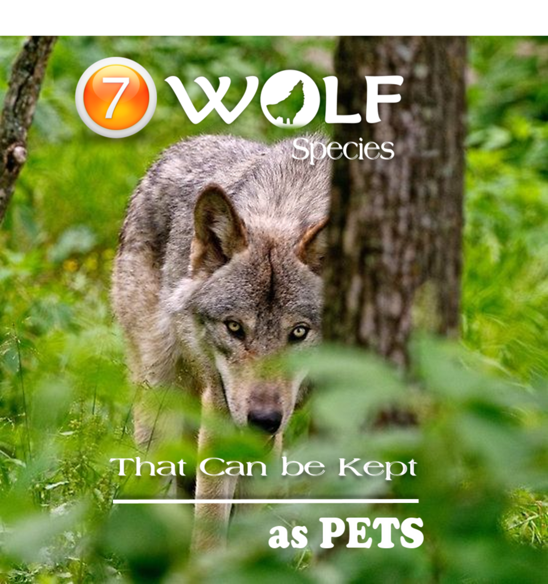 7 Friendliest Wolf Species That Make Good Pets HubPages
