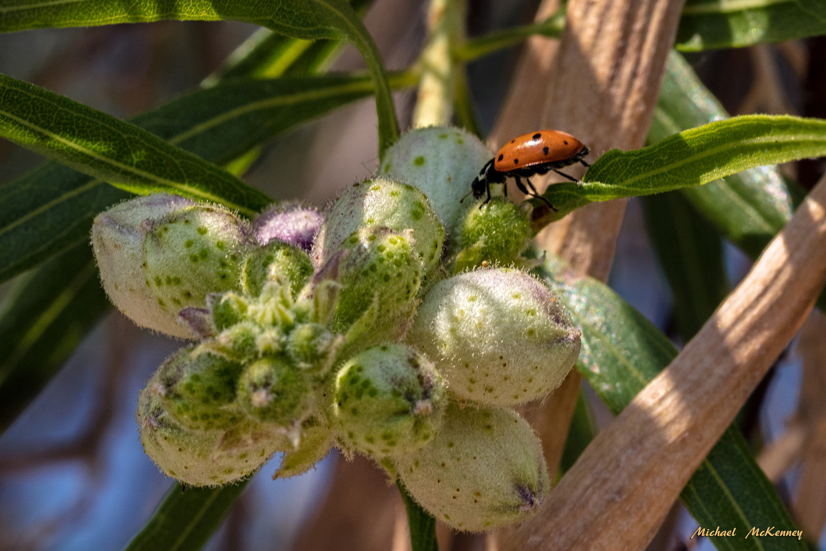 Good vs. Bad Ladybugs in Your Garden and How to Tell the Difference