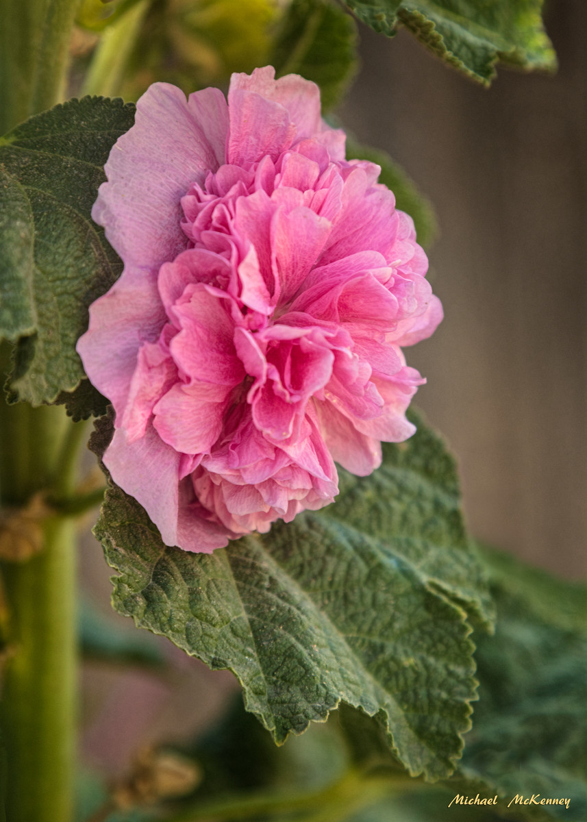How to Grow Hollyhock From Seed Dengarden