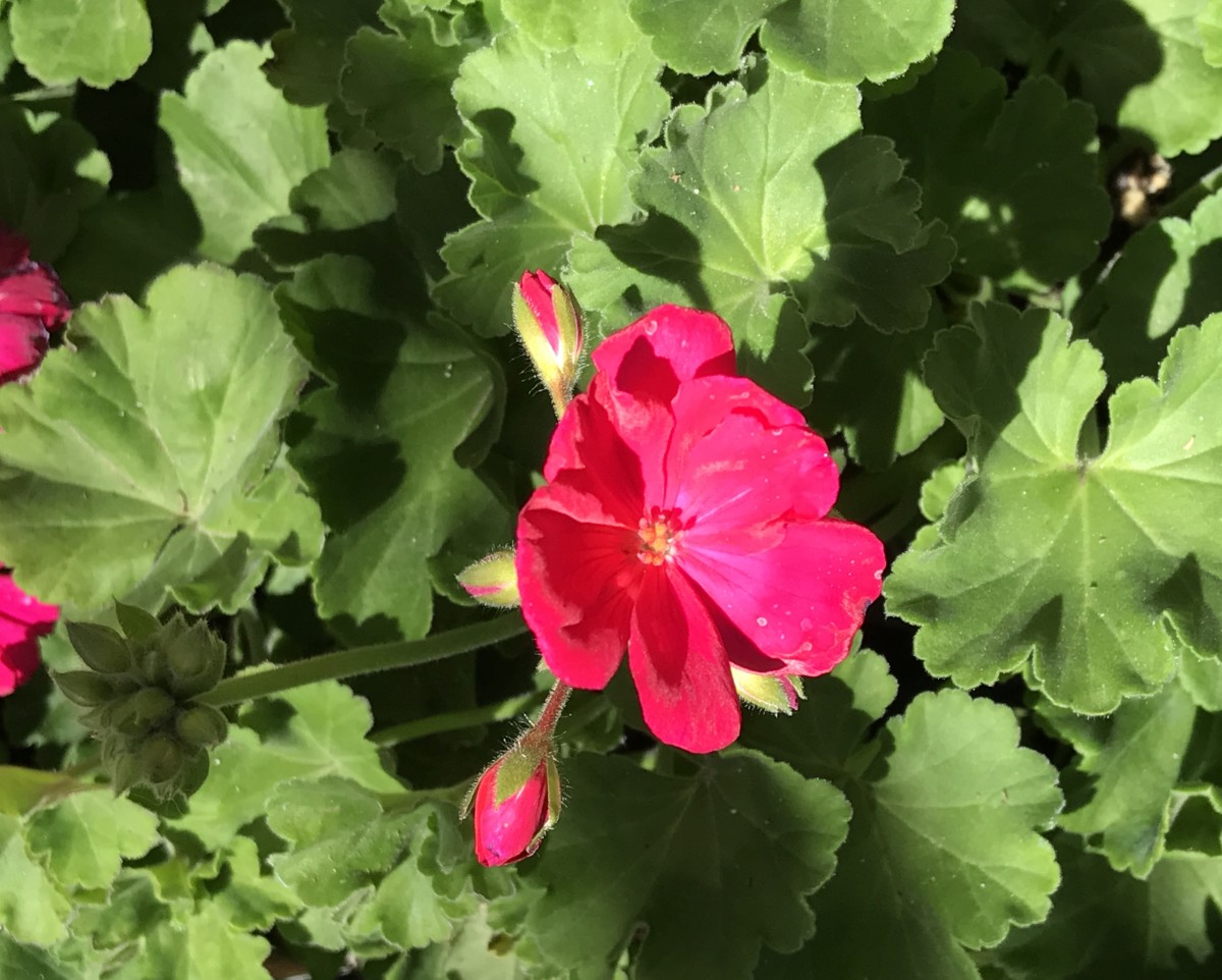 How to Propagate Geraniums From Cuttings Dengarden