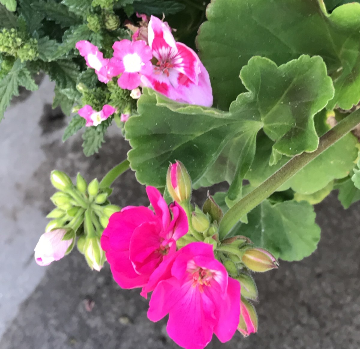 How to Propagate Geraniums From Cuttings Dengarden