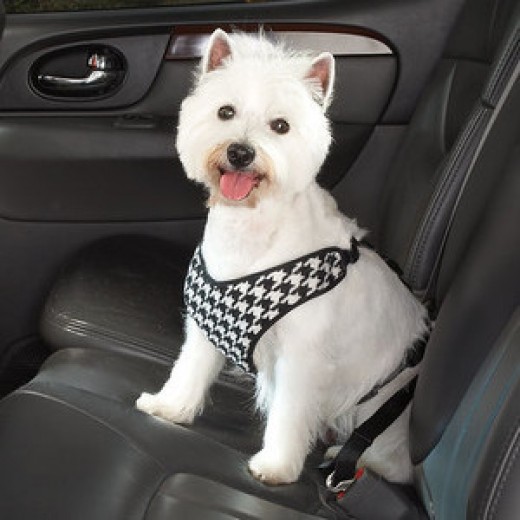 Dog Seat BeltPet Safety While Riding In The Car HubPages