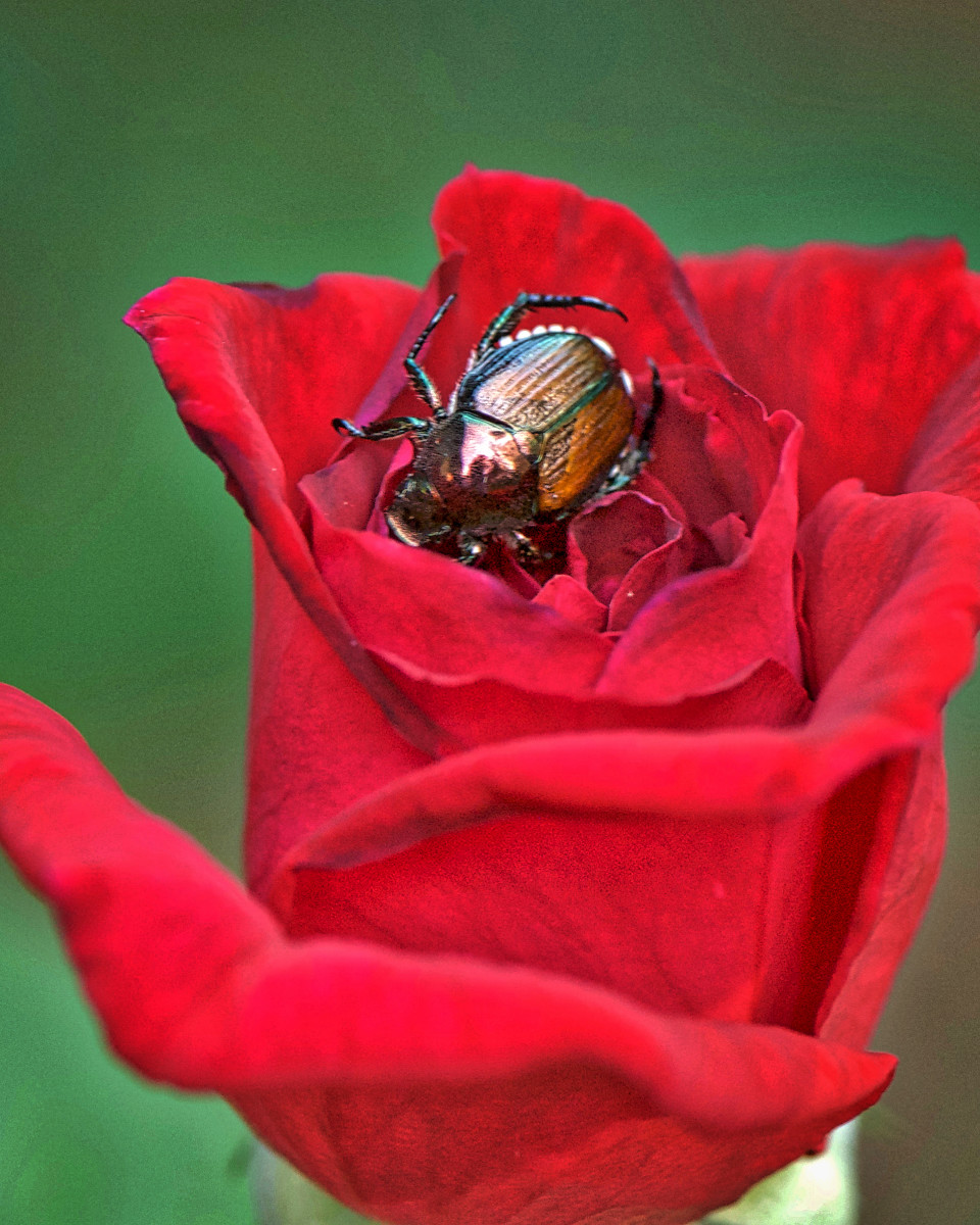 Japanese Beetles They Feed in Groups and Will Leave Your Plants