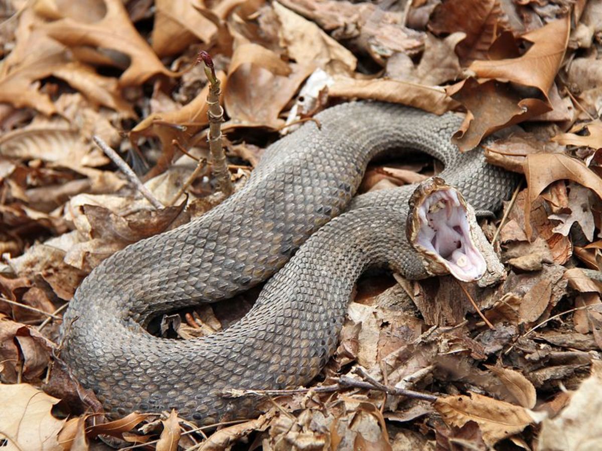The Many Venomous Snakes of the Midwest Owlcation