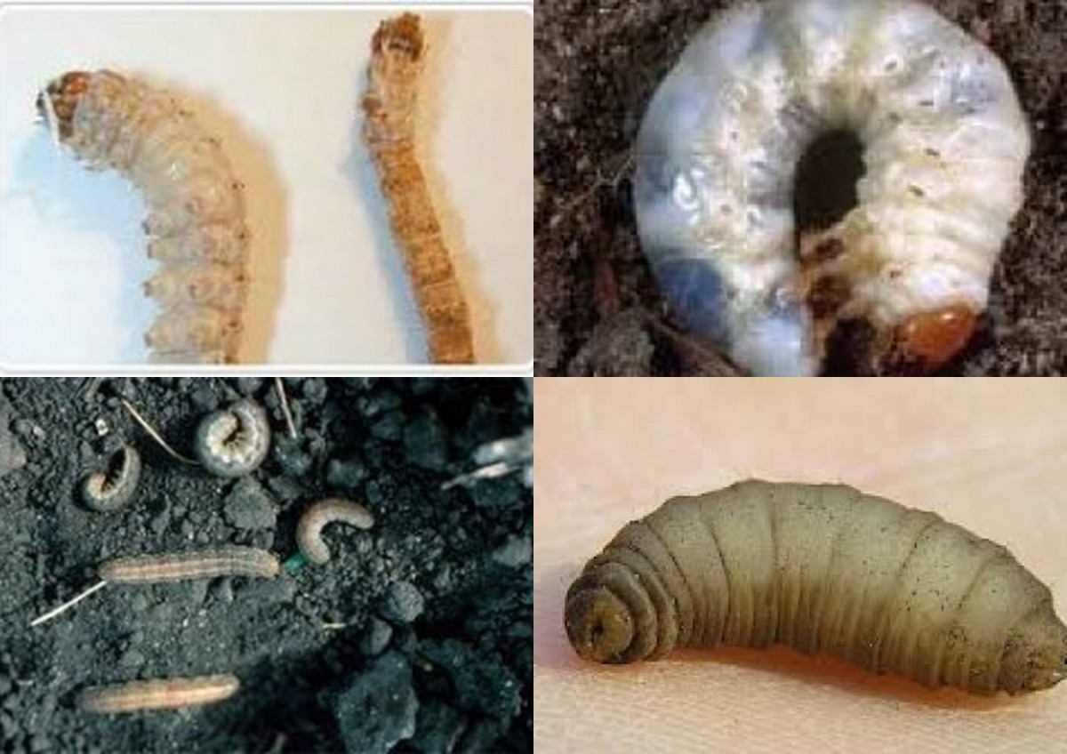 Crane Flies Harmless Bugs With a Bad Rap Dengarden