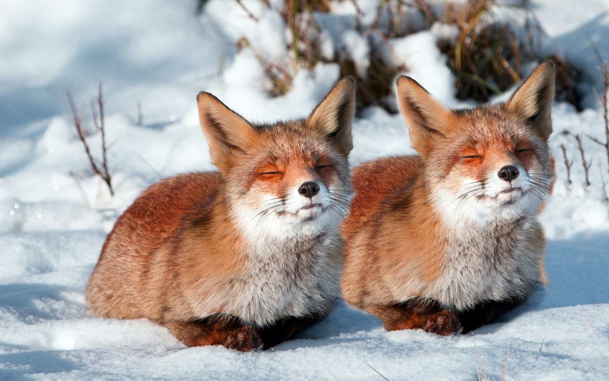 The 25 Interesting Facts About foxes HubPages