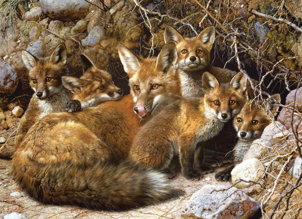 The 25 Interesting Facts About foxes HubPages