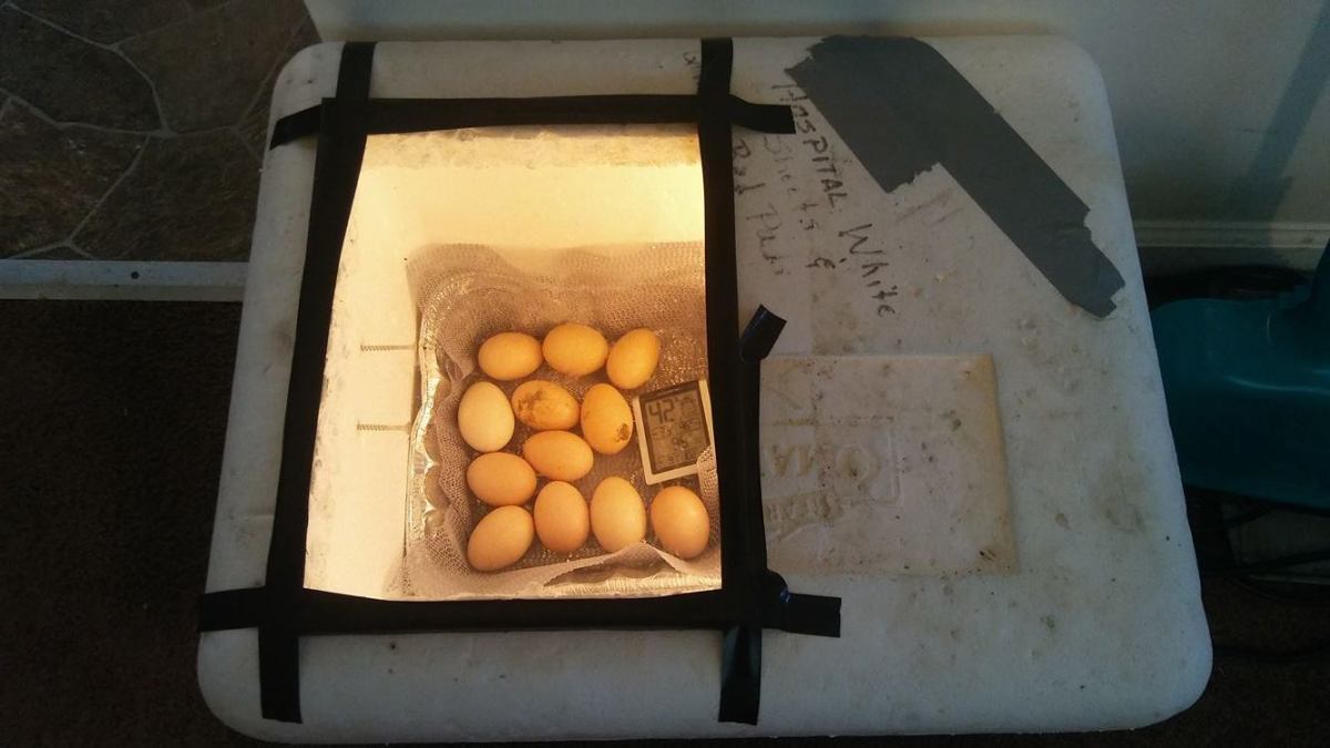 How to Build a Homemade Chicken Egg Incubator for Less Than 20