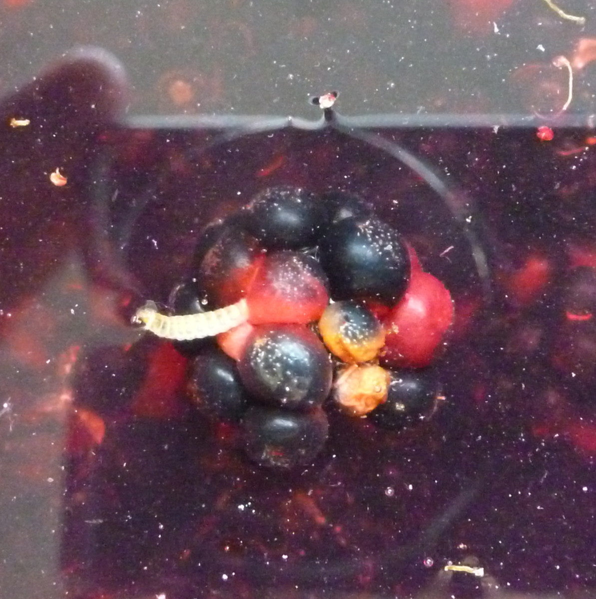 How to Clean Blackberries After Picking Delishably