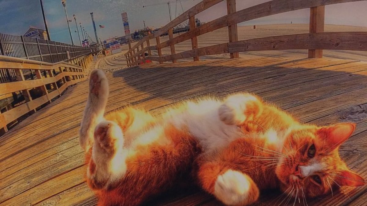 The Beloved Boardwalk Cats of Atlantic City and the Alley Cat Allies