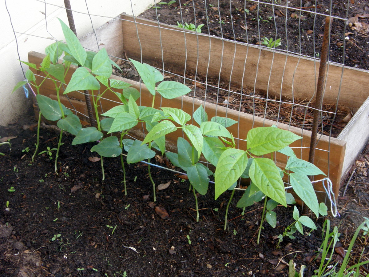 Asparagus Bean Seed Spacing at Phyllis Fetter blog
