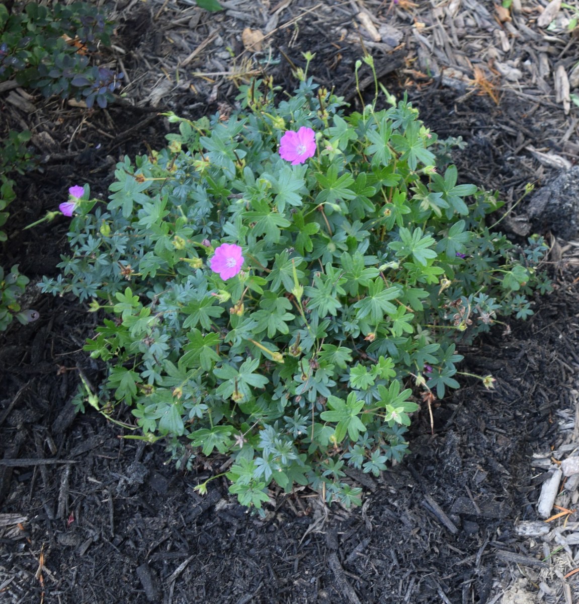 Mulch vs. Ground Cover Which Should I Use? Dengarden