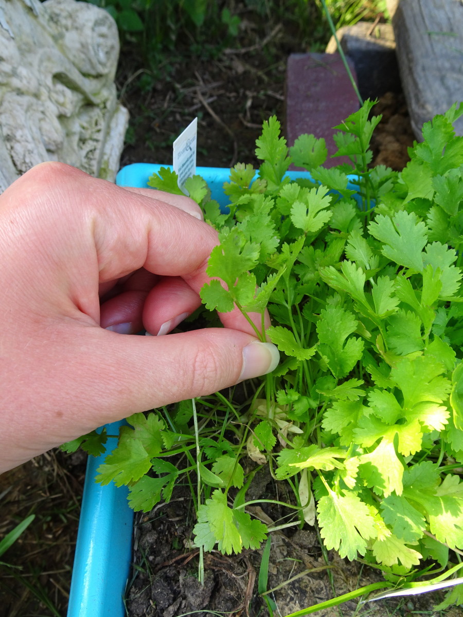 How to Harvest and Store Fresh Culinary Herbs Delishably